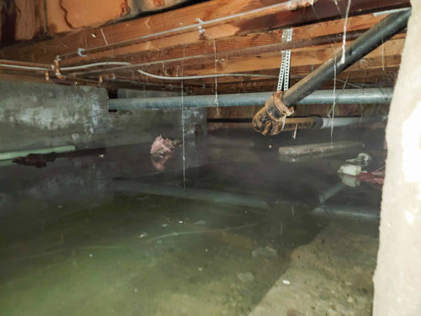 Best Flood damage cleanup  in Blue Point, NY